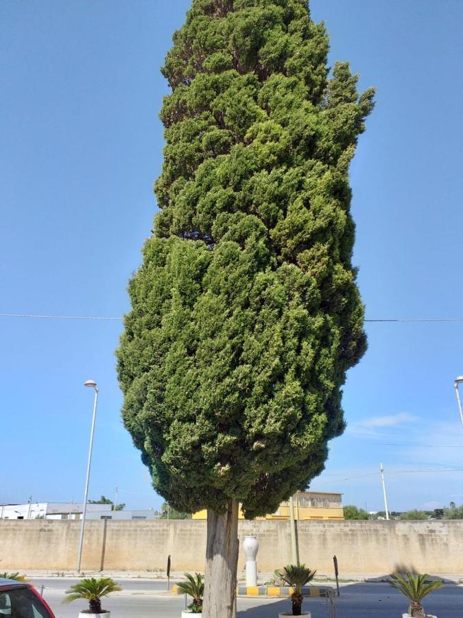 L'Albero Bello Holiday Мадзара-дель-Валло Екстер'єр фото