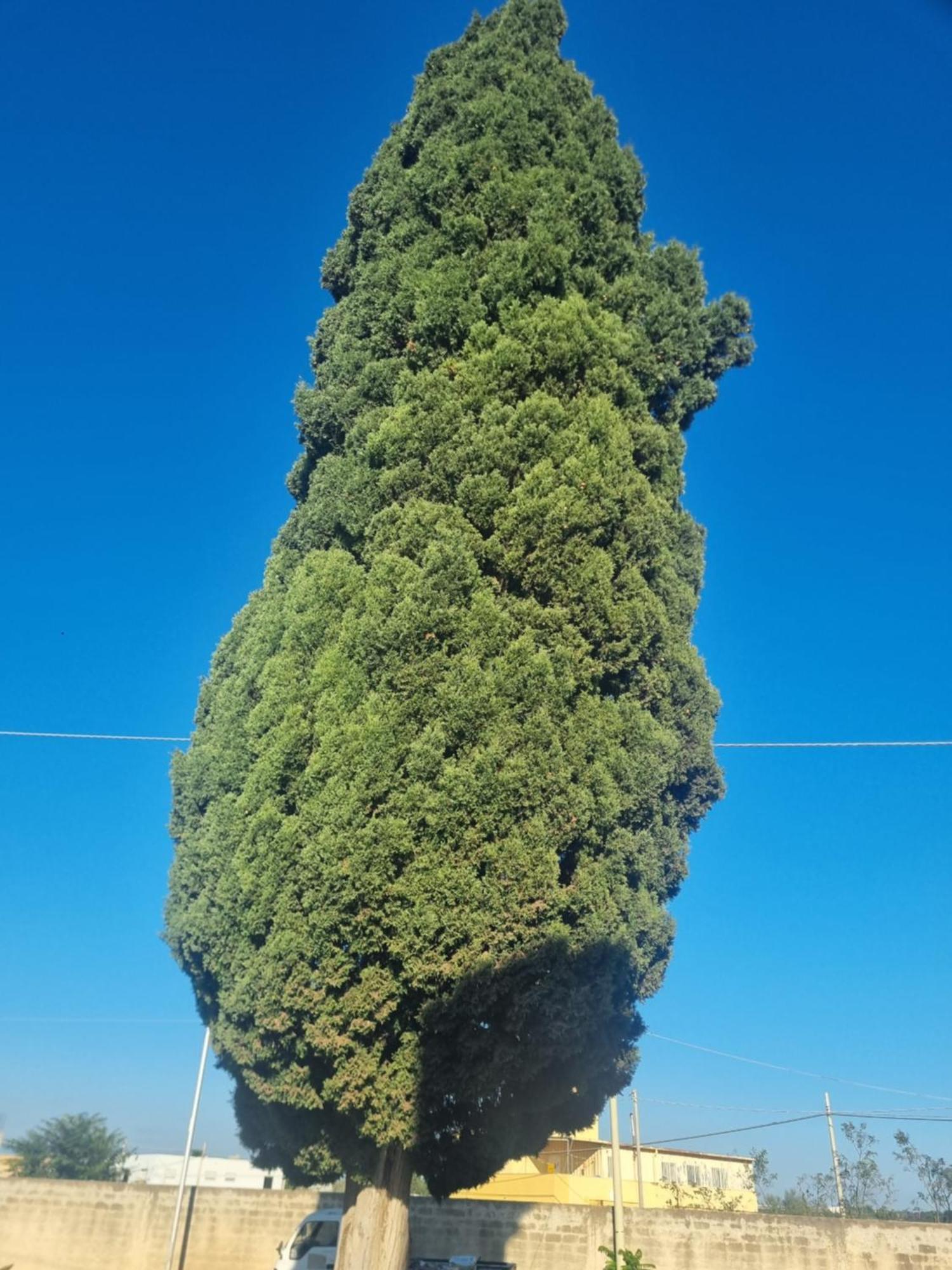 L'Albero Bello Holiday Мадзара-дель-Валло Екстер'єр фото